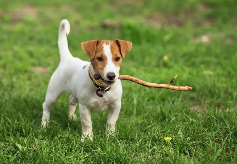 Jack Russelli terjer.