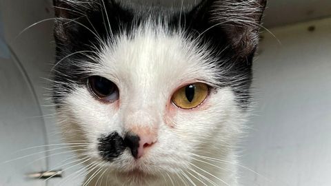 PÄEVAKÄPP ⟩ Lummava välimusega isend: kass Hilary ootab varjupaigas omale uut omanikku