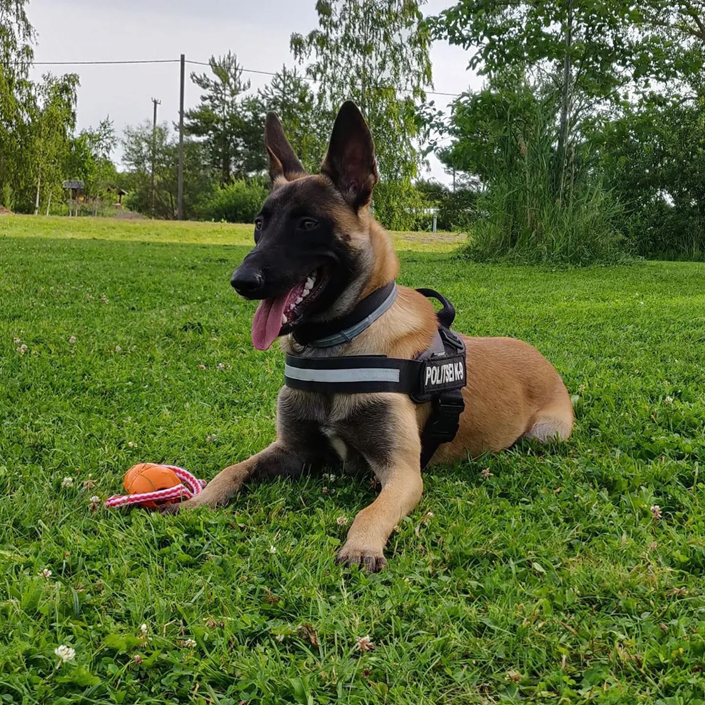 Rikki