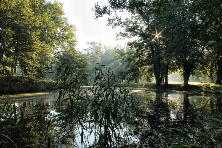 Mõisapargi tiik