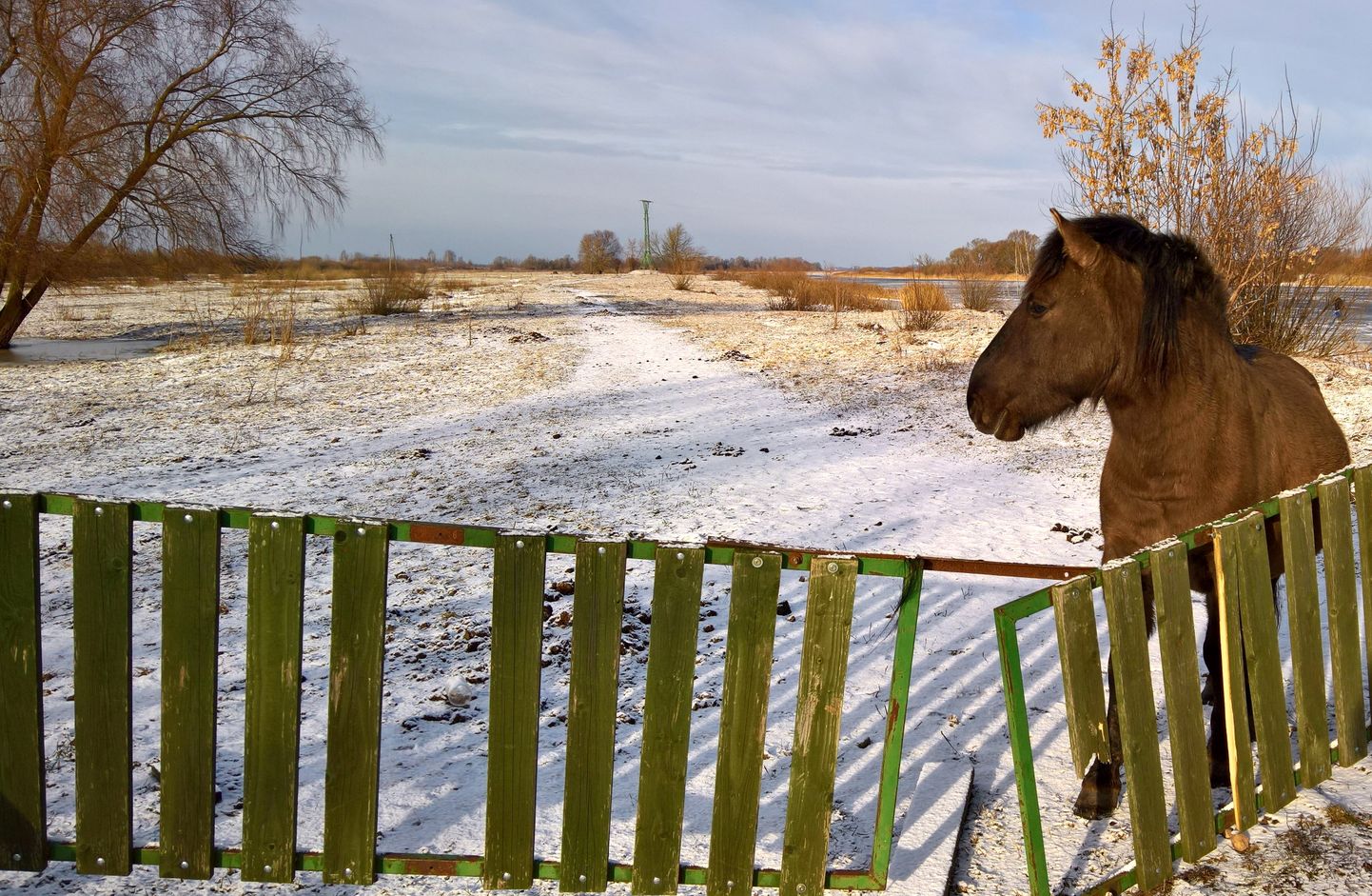 Savvaļas zirgs Pilssalā Jelgavā.