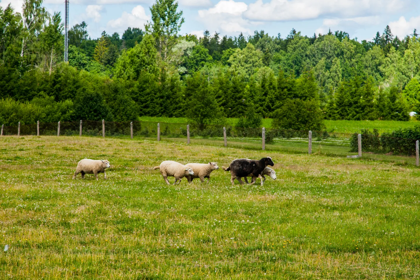 Panga talu Taalis.