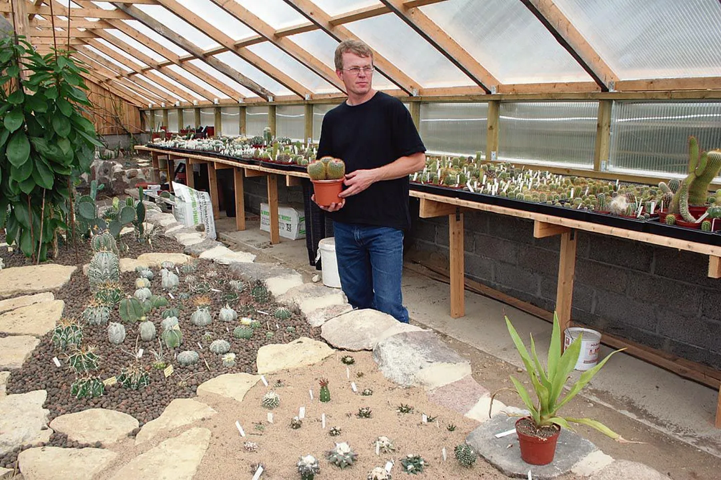 Aednik Harri Poomi kaktusekogus oli tuhandeid taimi.