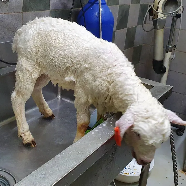 Lammas enne föönitamist