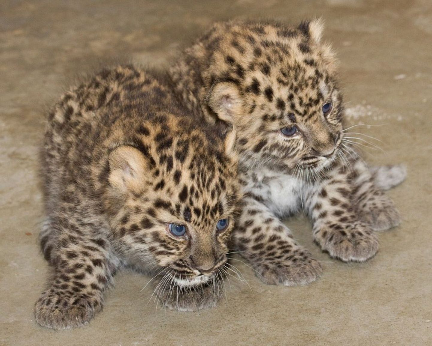 Leopardikutsikad