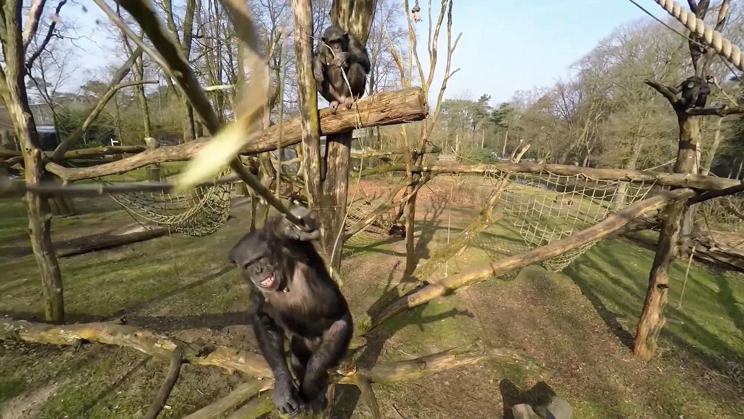 Tushi the chimpanzee, foreground, hits a drone with a stick.
