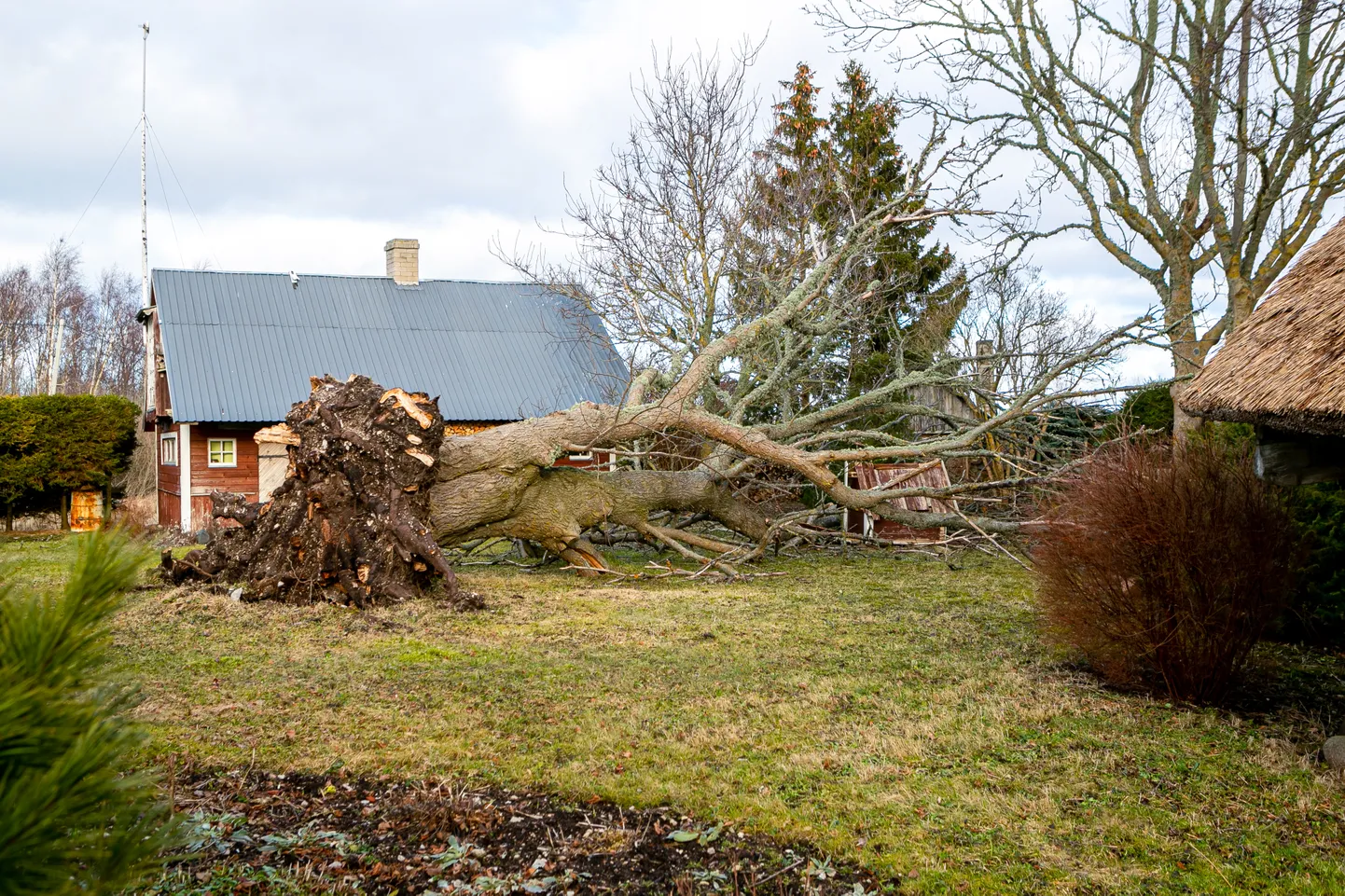 LOODUSLIKU ARBORISTI KÄTETÖÖ: Hiiglaslik pärn kukkus õnnekombel kõikidest hoonetest mööda.
