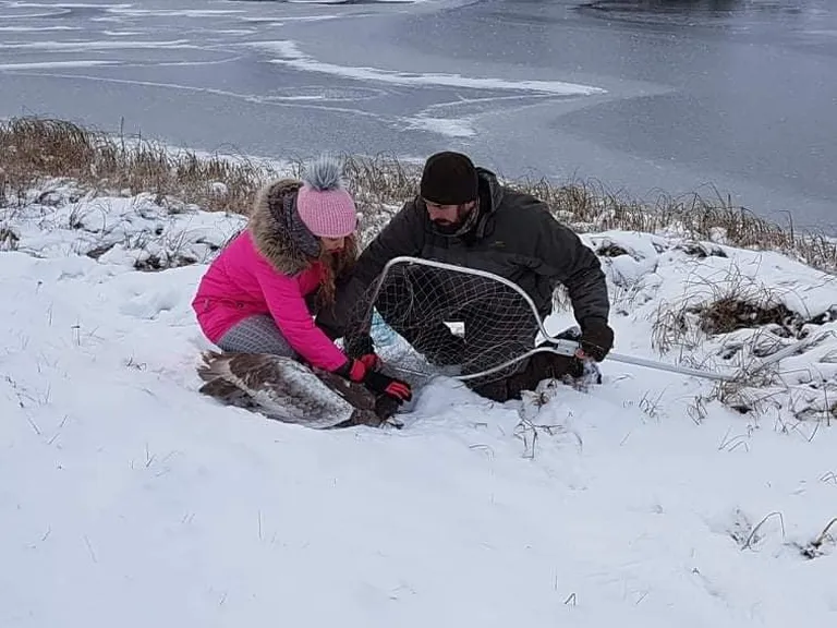 Virge Võsujalg ja Fred Viirmaa püüdsid luige kahva abil kinni ning viisid järve äärest ära.
