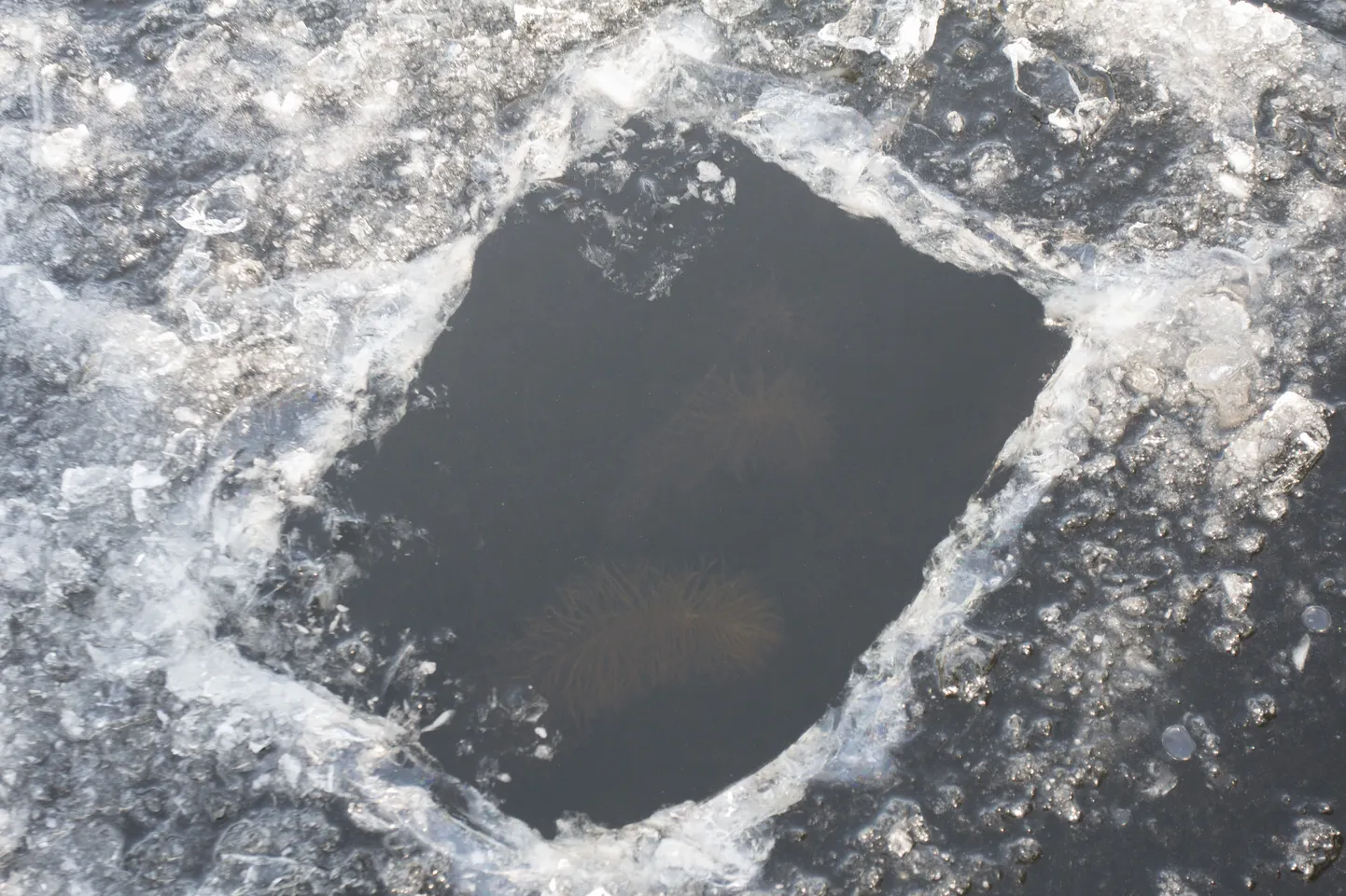 Õhuke jää.