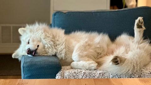Loomaarst: need märgid näitavad, et teie koer on väsinud