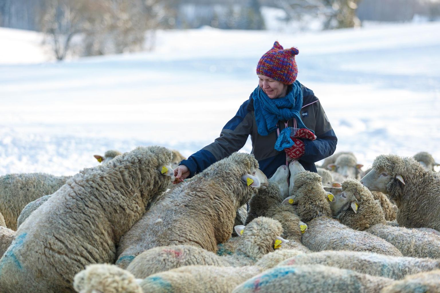 Seda lambad teavad, mis neid ootab, kui perenaine Lilian Freiberg kilekotti krabistab: sealt tuleb nende maiuspala – leib.