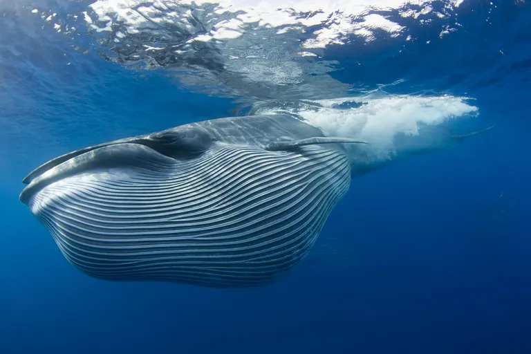 Bryde'i vaal (Balaenoptera brydei)