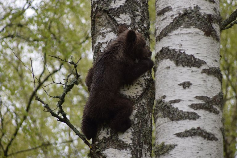 Вечером медвежонок был уже на дереве в саду в деревне Ульясте.