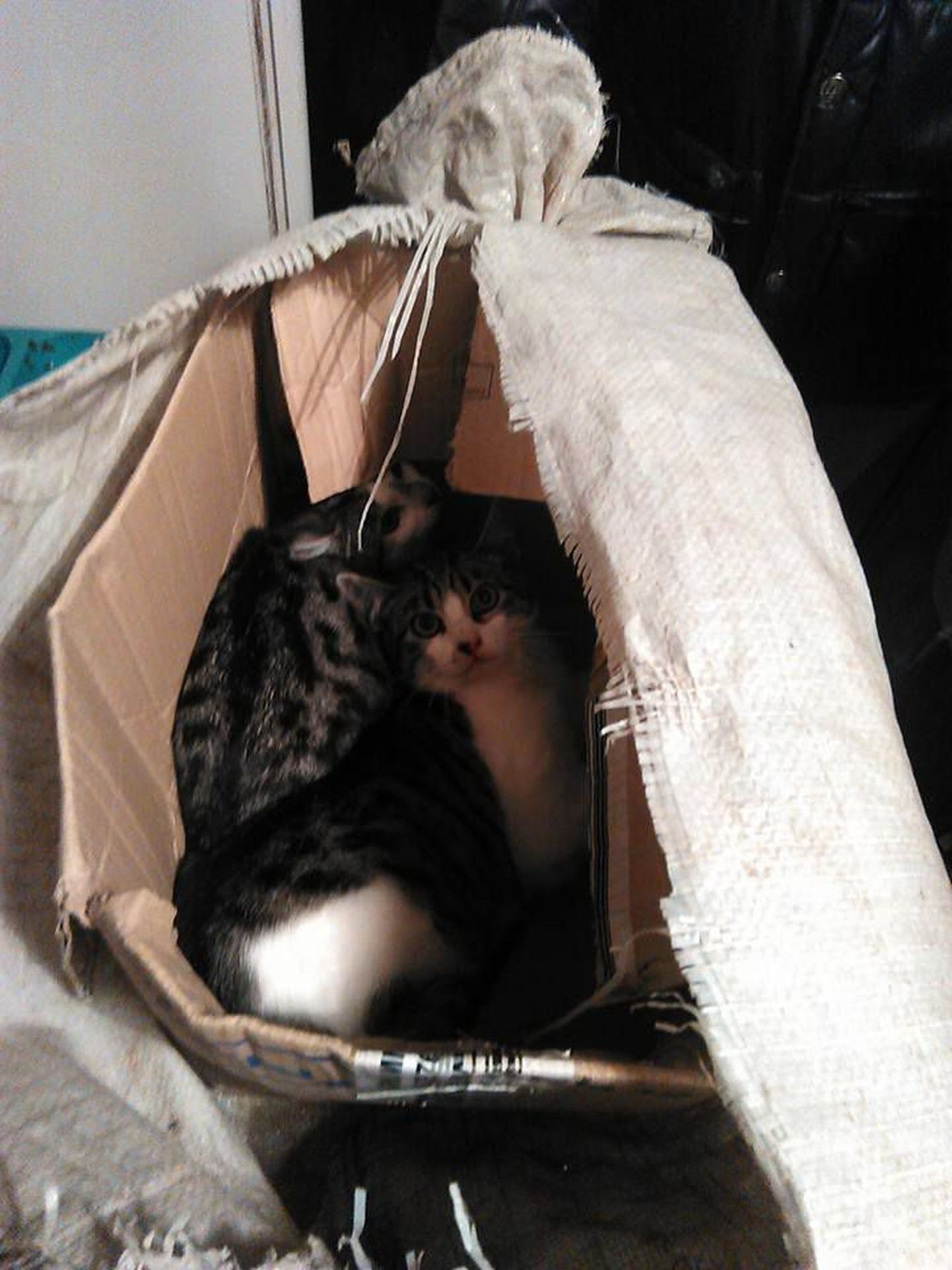 Kinniteibitud pappkarpi ja seejärel kilekotti pakitud kassidel oli õnne, et neid leiti enne lämbumist