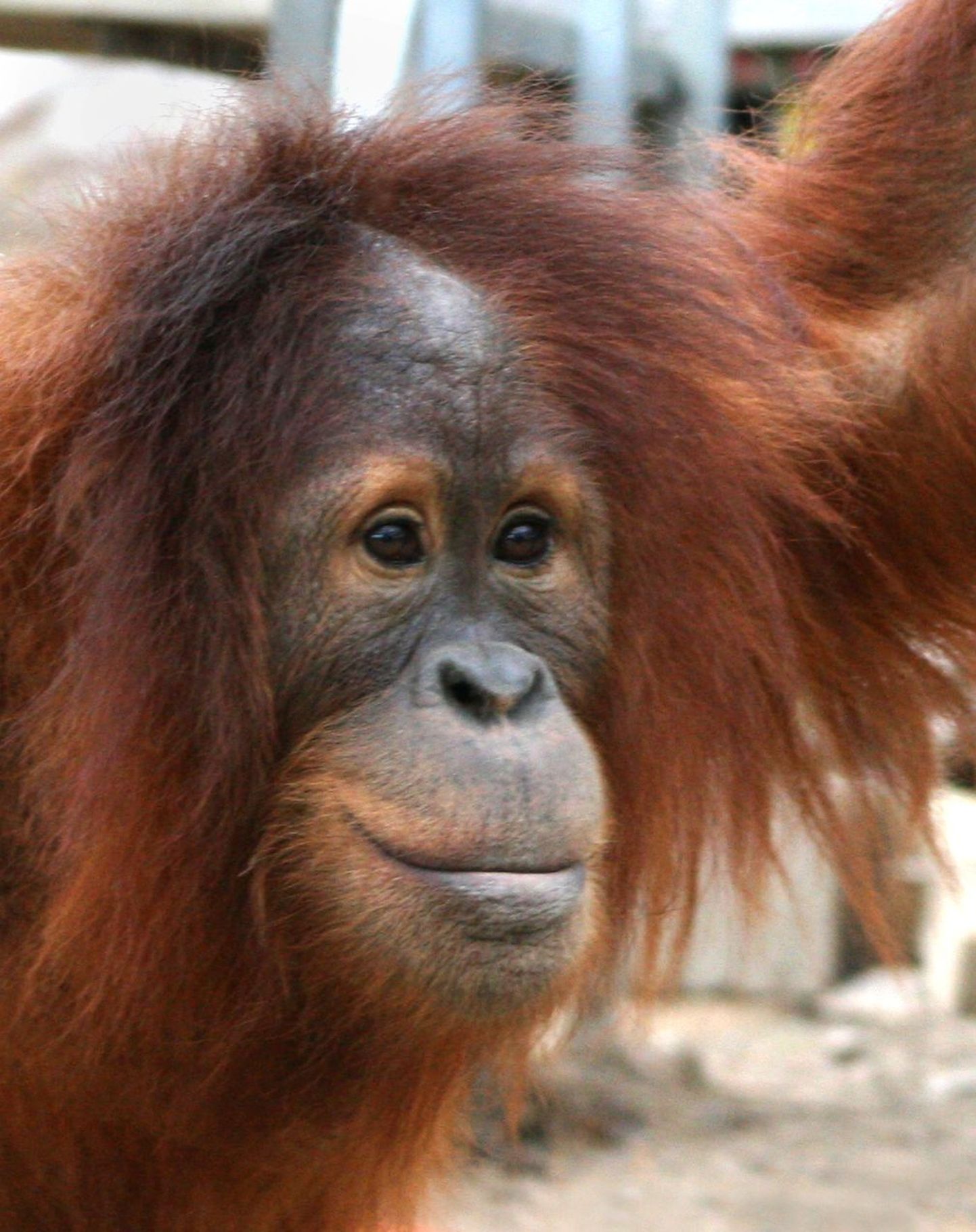 Austraalia Adelaide`i loomaaed võimaldab punapeadele tasuta sissepääsu. Fotol orangutan