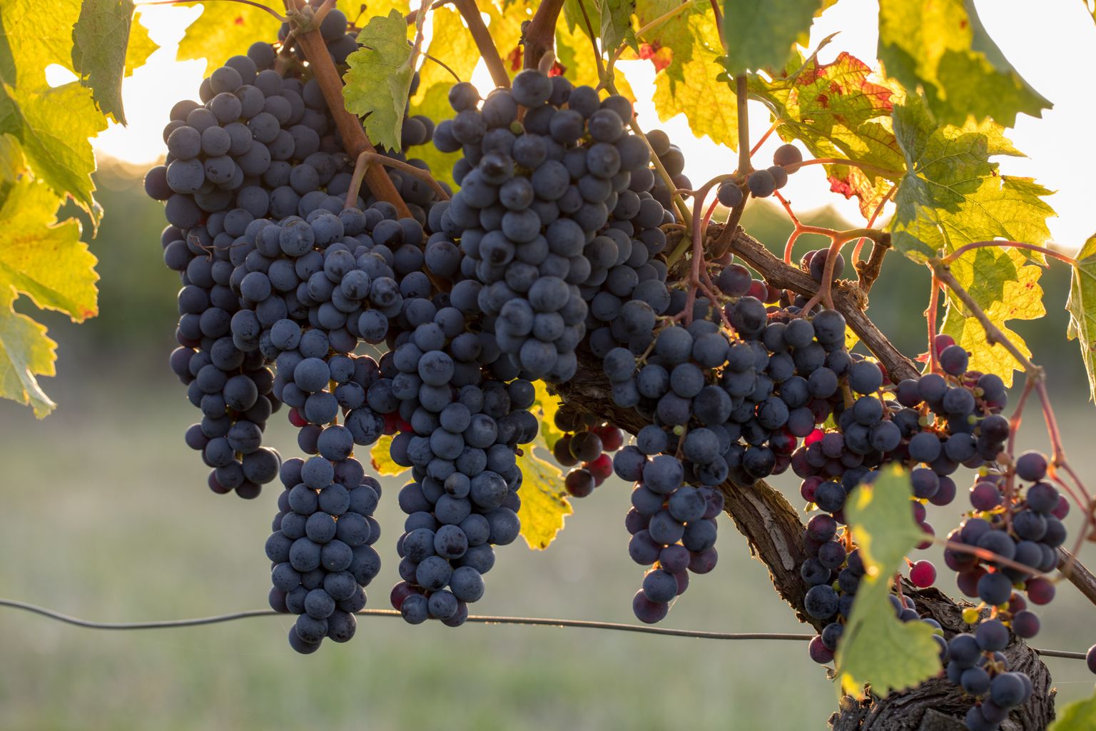 Kasulikku ainet leidub viinamarjade kestades ja seemnetes.