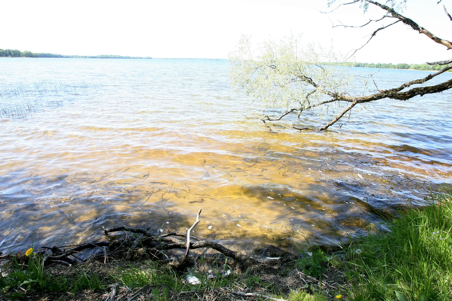 Saadjärv.