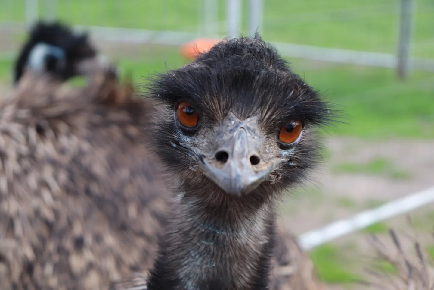 Emu