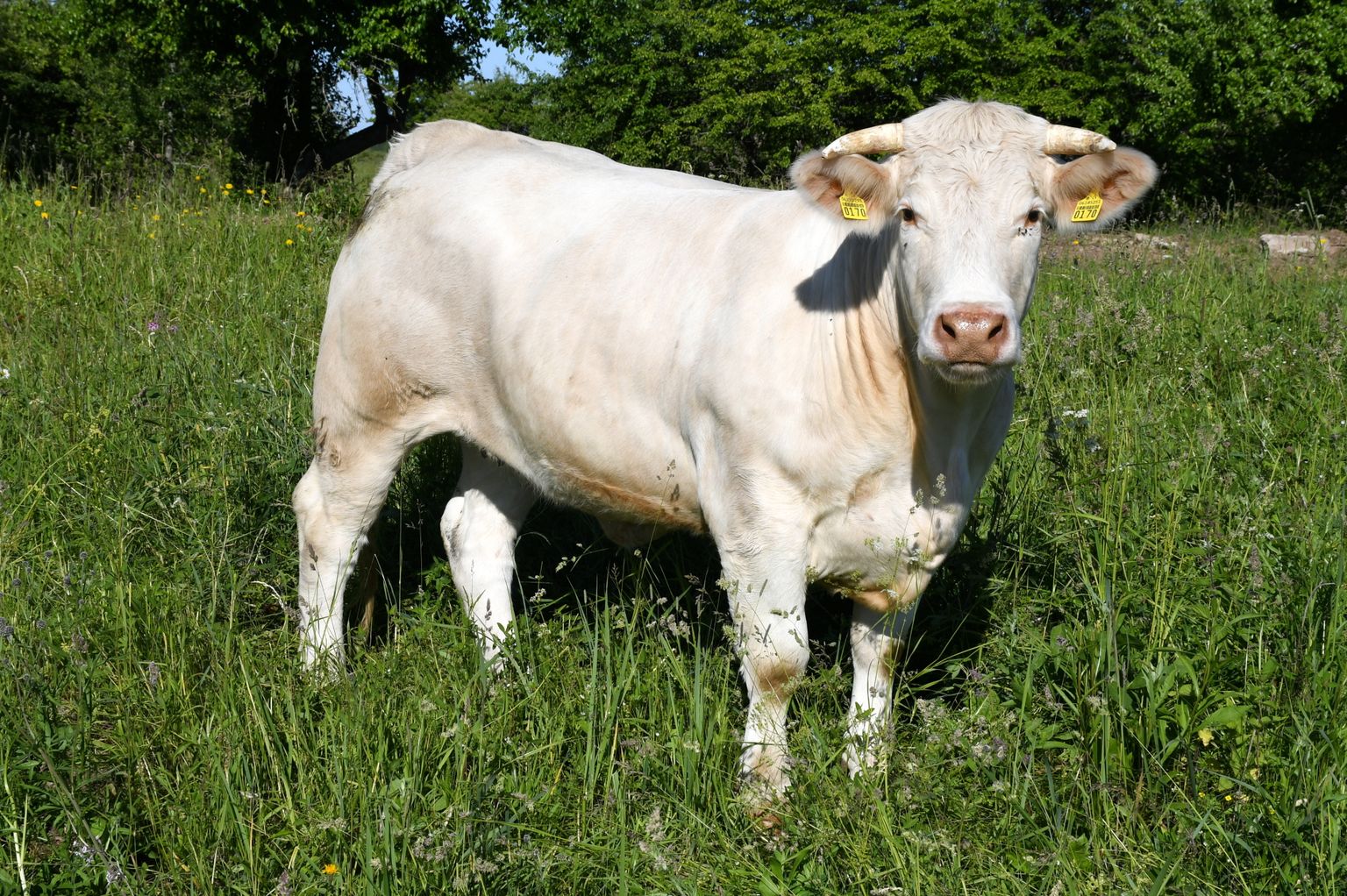 Šarolē jeb gaļas šķirnes govis Ludzas novada Zvirgzdenes pagastā.