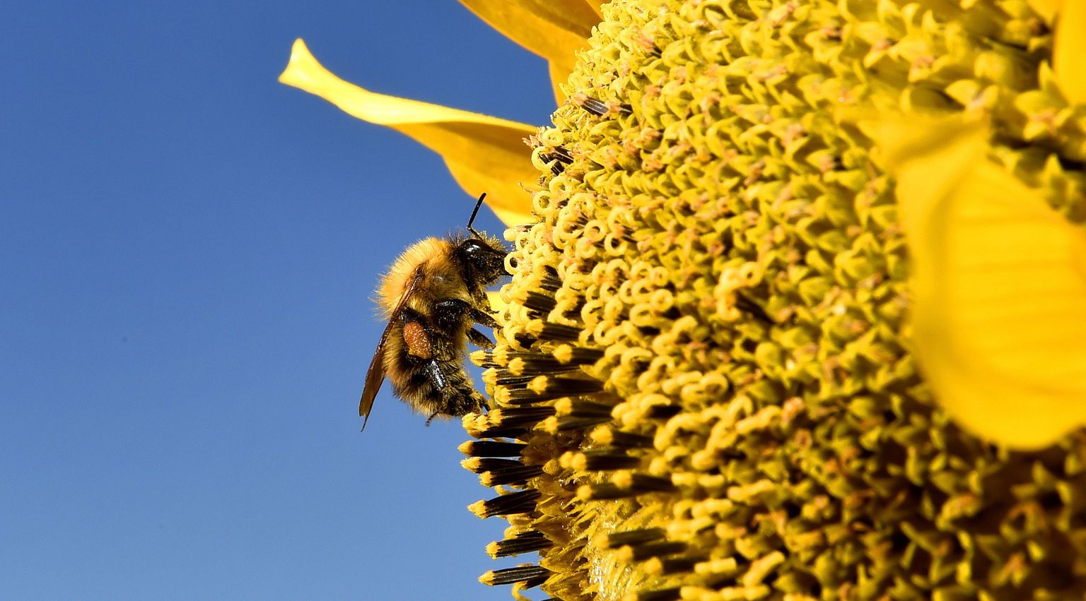Mesilane kogumas õietolmu