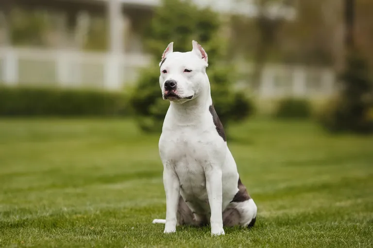Ameerika staffordshire'i terjer ehk amstaff. Pilt on illustreeriv!