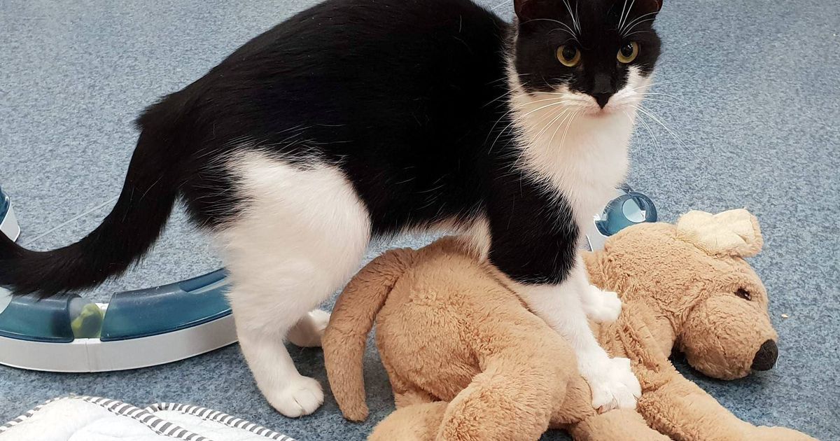 Päevakäpp: pisipreili Monica soovib hakata kellegi isiklikuks stressimaandajaks