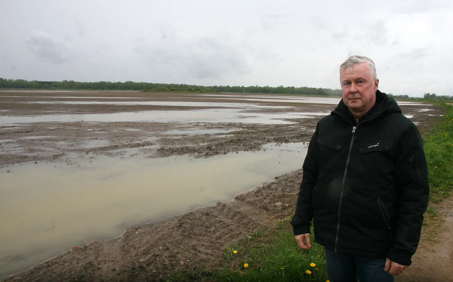 Saka Era viimati külvatud 70hektarine suvinisupõld on vee all ja idanema pole veel midagi hakanud. Peeter Grigorjevi sõnul käivad seal luiged sulistamas.