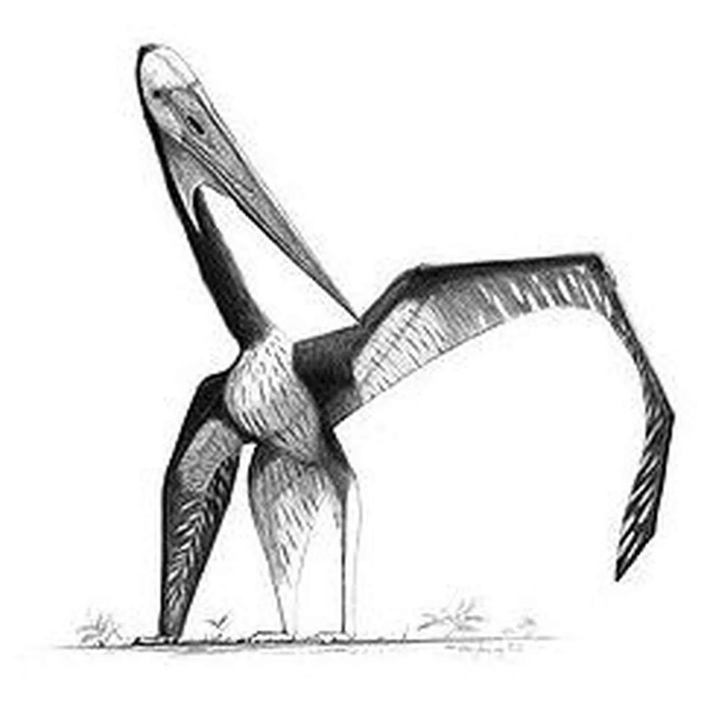 Hiinast leitud fossiilide põhjal joonistatud pterosaurus. Umbes samasugune võis välja näha 115 miljonit aasta tagasi Brasiilias elanud pterosaurus Lacusovagus