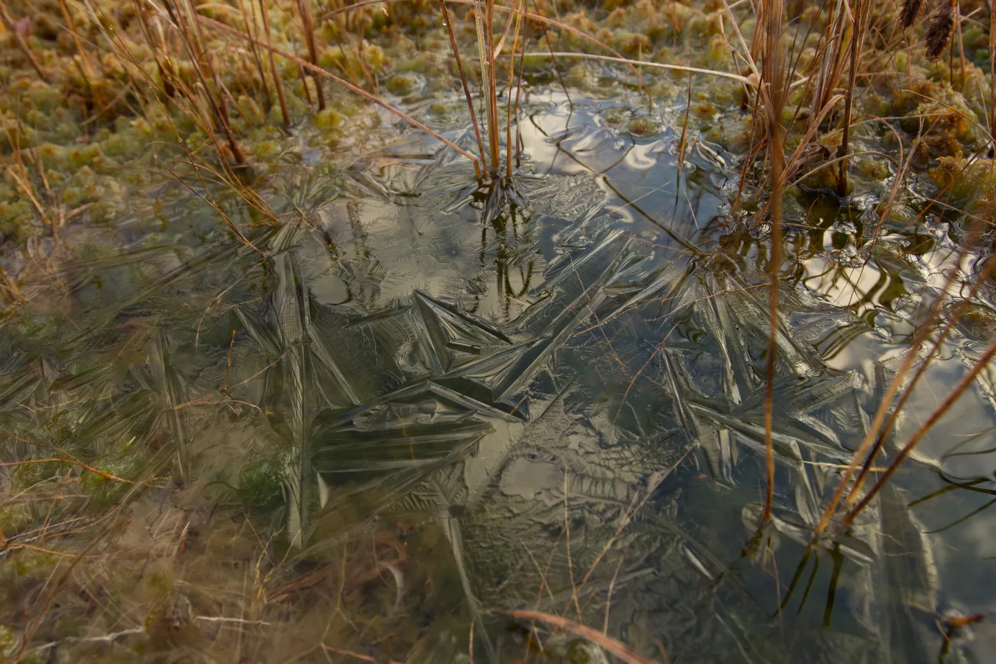 Тонкий лед в болотистой местности (иллюстративное фото).