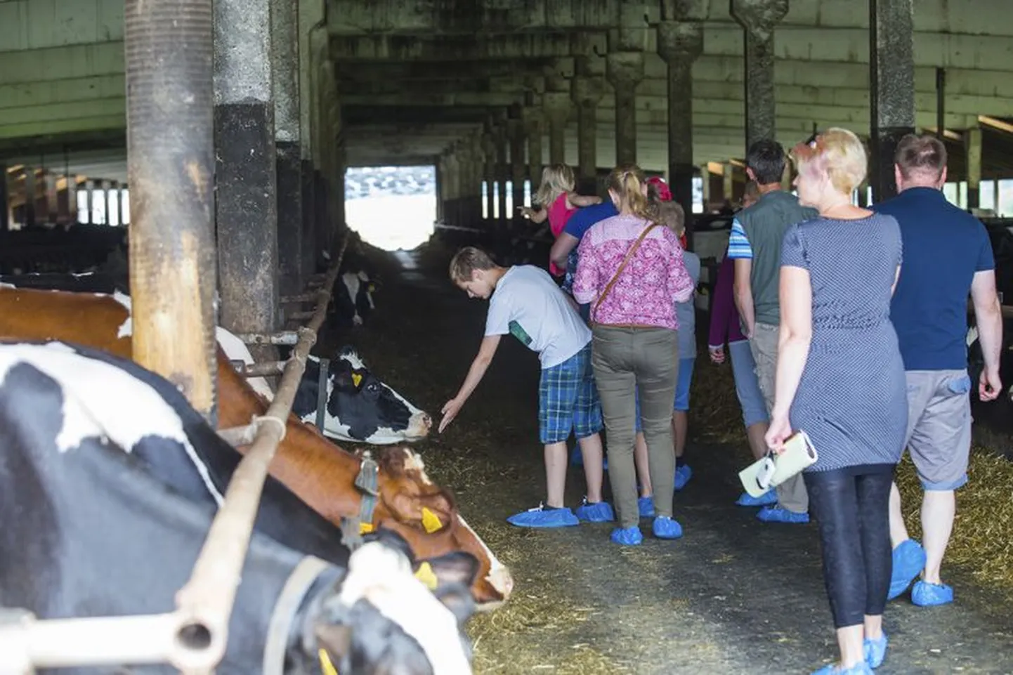 Voore farm on avatud talude päeval olnud alati üks külastajate lemmiksihte.