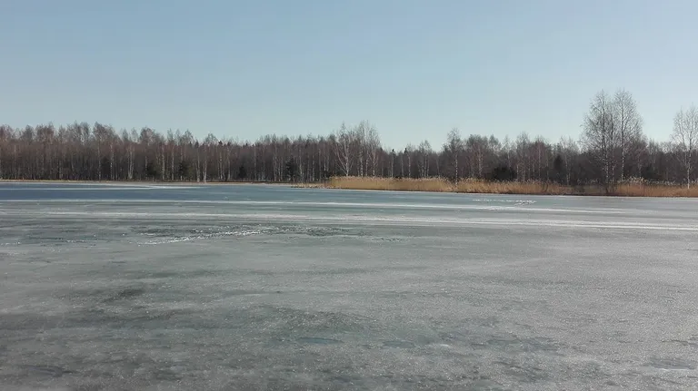 Juhuslik mööduja märkas tehisjärvel uppumisohtu sattunud koera. Sündmuspaik.
