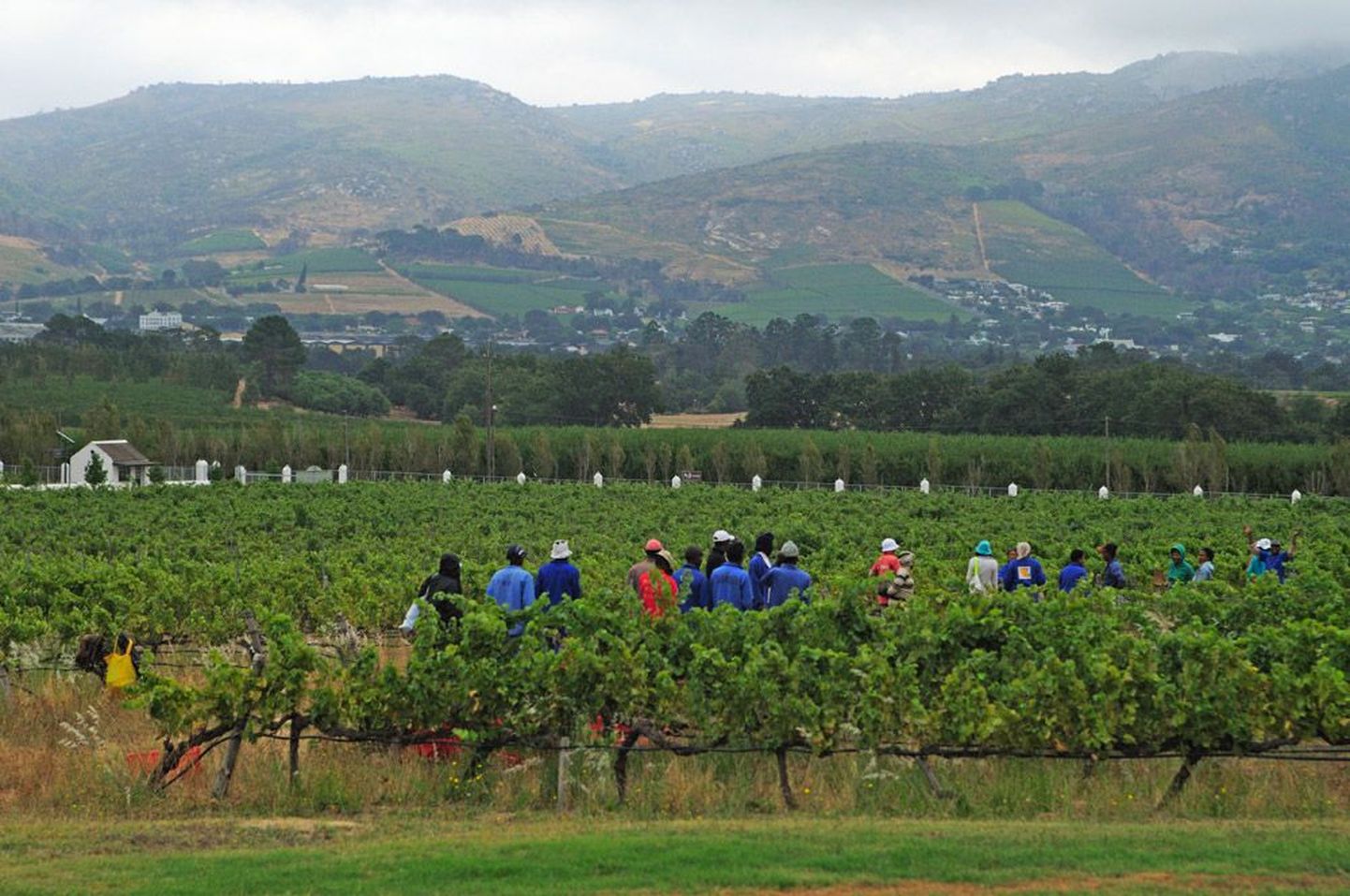 Viinamarjaistandused pakuvad Lõuna-Aafrika põllutöölistele saagikoristuse ajal rohkesti tööd. Üldiselt on tööjõud maal odav ja tööpuudus suur.
