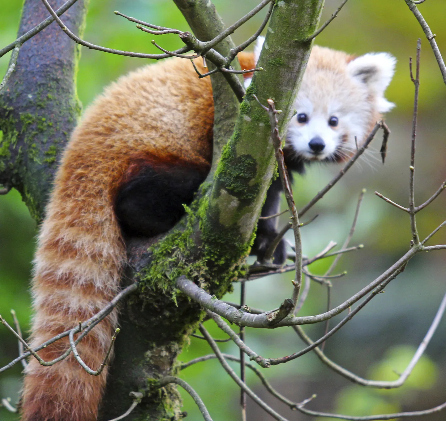 Punane panda Belfasti loomaaias.