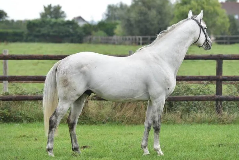 Gemini CL XX, Gem Twisti kloon
