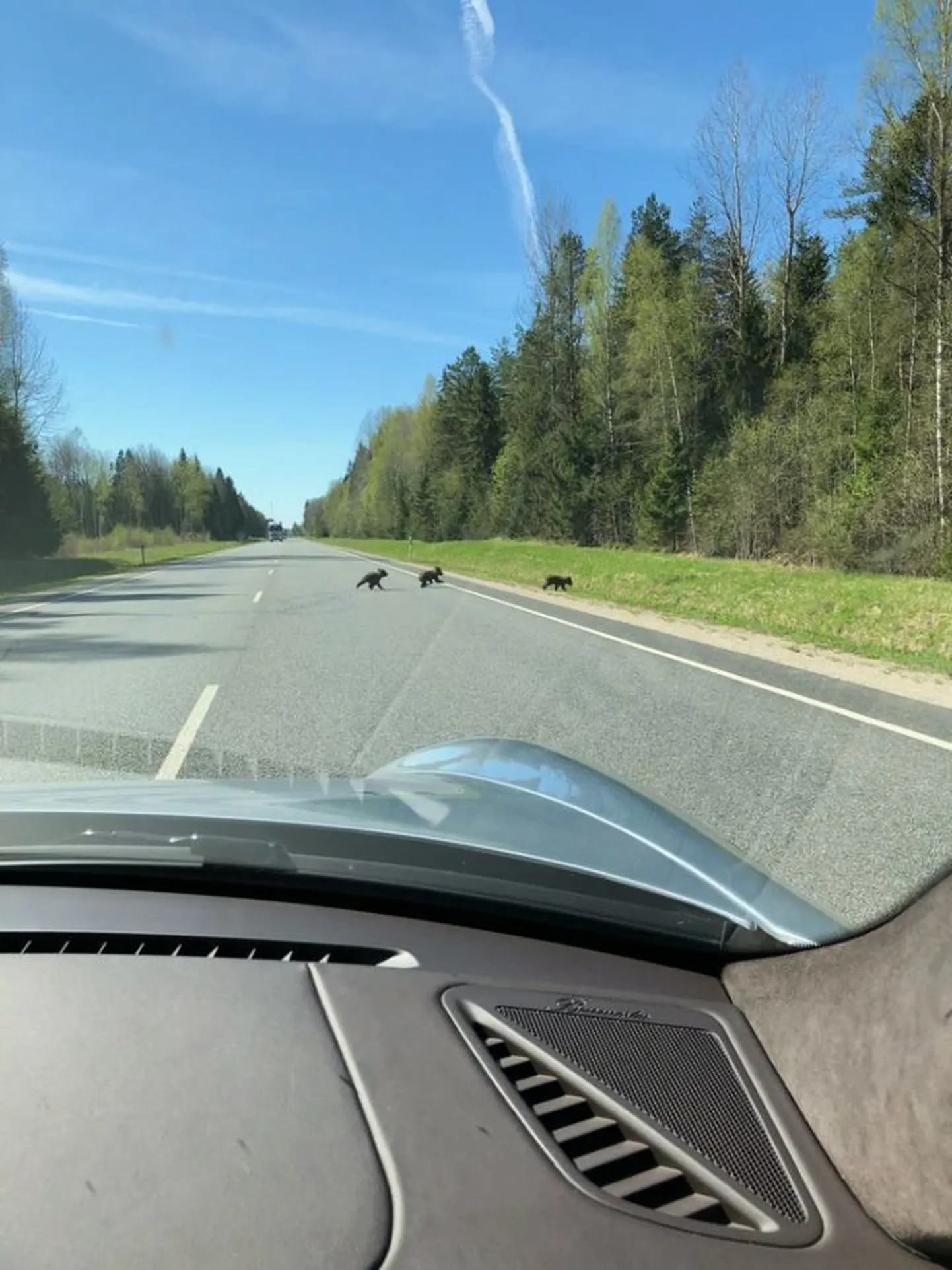 Sten Pentus jagas pilti kolmest karupojast