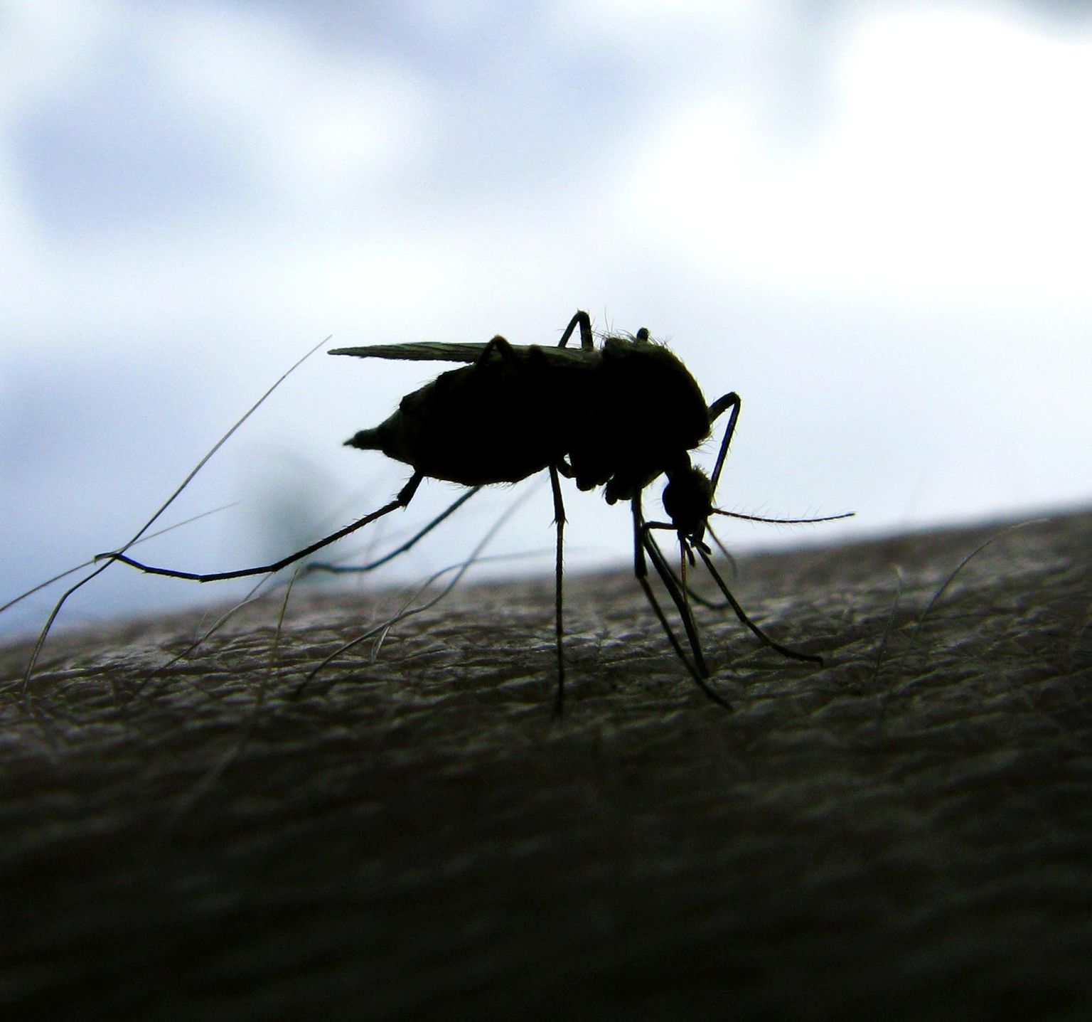 Malaariat kanda võivaid sääski leidub ka Eestis, kuid viimased omamaised malaaria- ehk halltõve juhtumid on jäänud möödunud sajandi keskpaika.