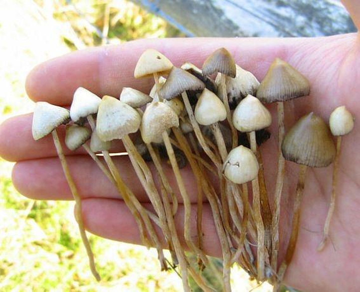 Terav paljak on üks enim levinud psilotsübiini sisaldav seen.