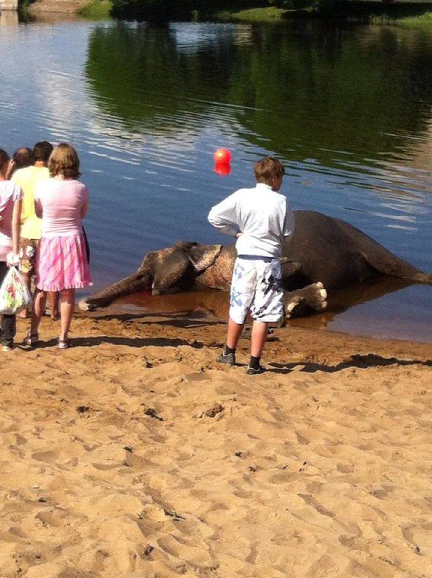 Narvas Joaoru rannas suri reedel tsirkuseelevant, looma surma põhjus ei ole teada.