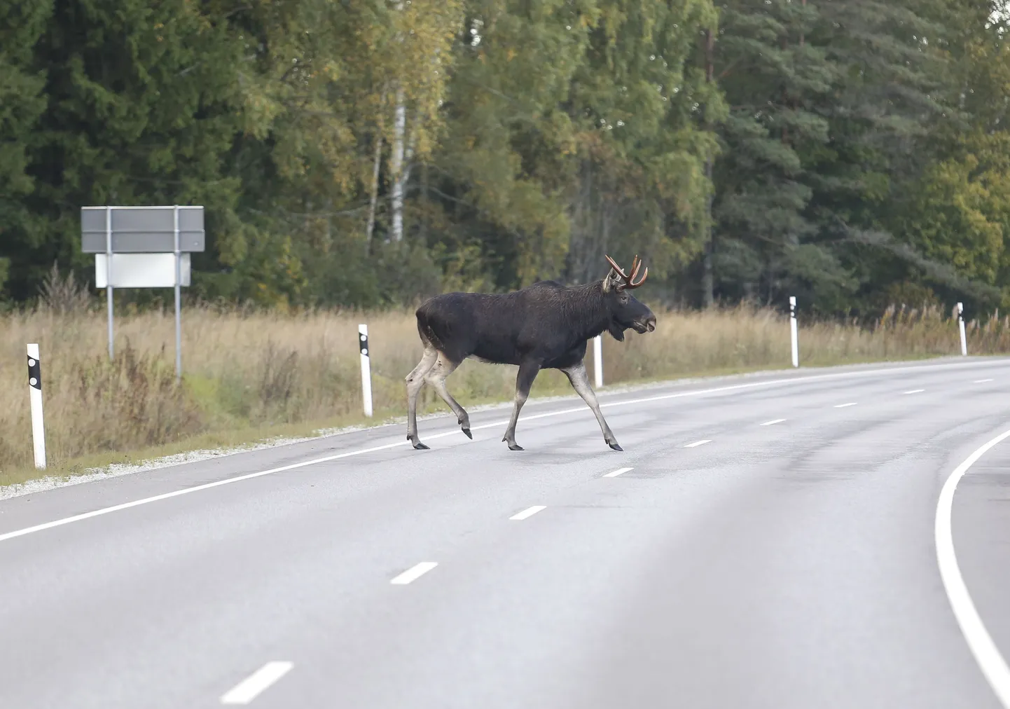 Põder teel. Pilt on illustratiivne.