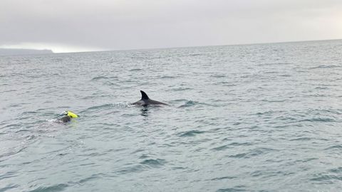 В Португалии на эстонскую яхту напали акулы и откусили кусок руля