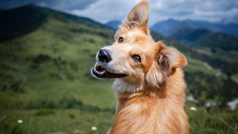 ÕNNELIK JUHUS ⟩ Mägedes ekslev näljane koer leidis teisel mandril kodu