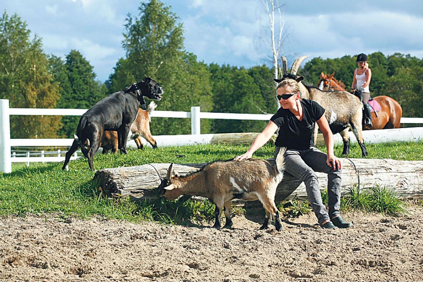 Sassi talu perenaine Malle Aava on hobustega tegelnud lapsest peale, aga tema lemmikud on ka kitsed ja koerad.