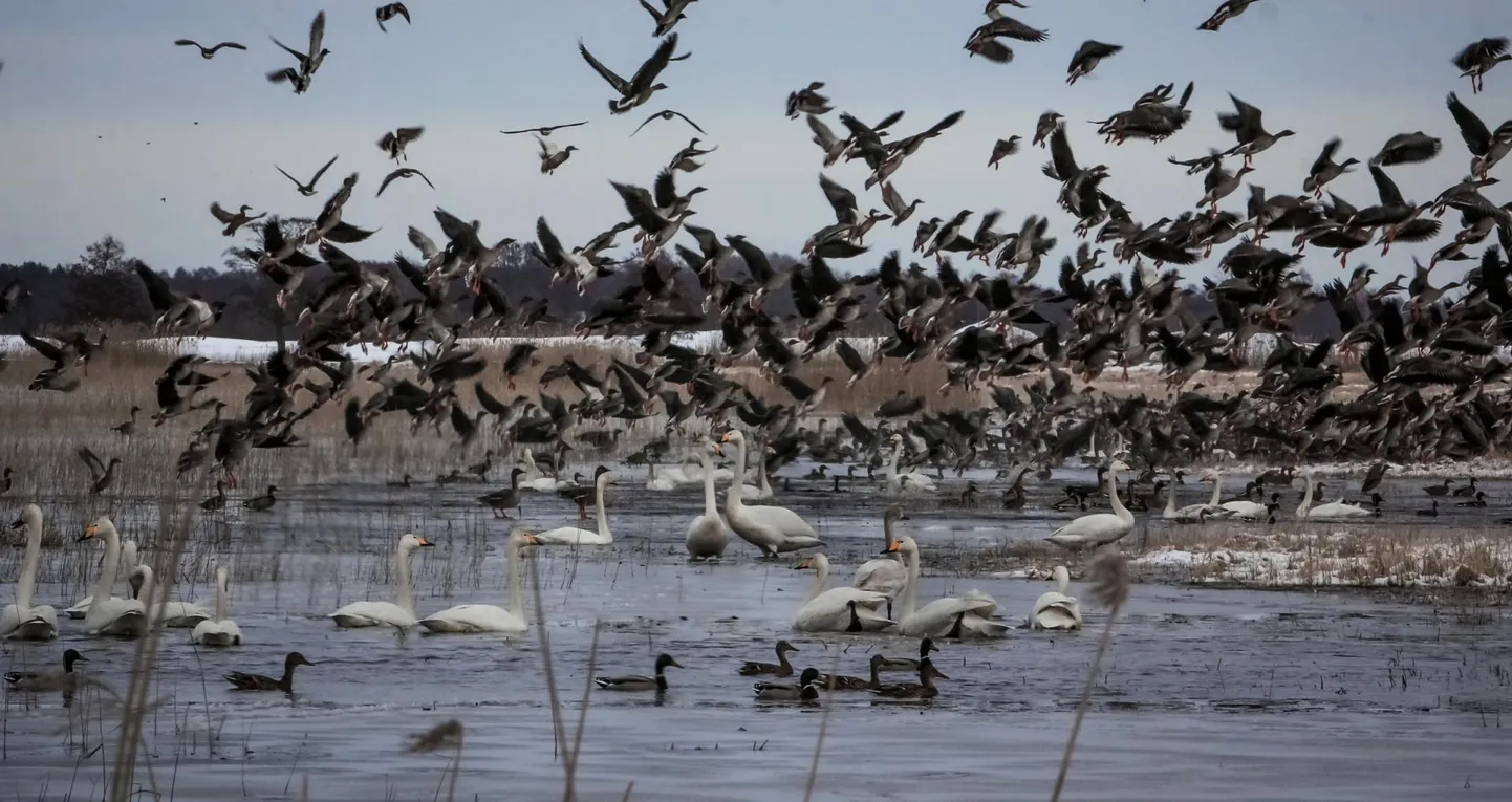 Eesti ornitoloogiaühing, Estbirding ja Linnuvaatleja kutsuvad laupäeval, rahvusvahelisel rändlindude päeval kõiki huvilisi tornidesse linde vaatlema.