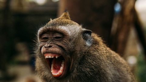 War in the animal kingdom begins with silence – it is ominous