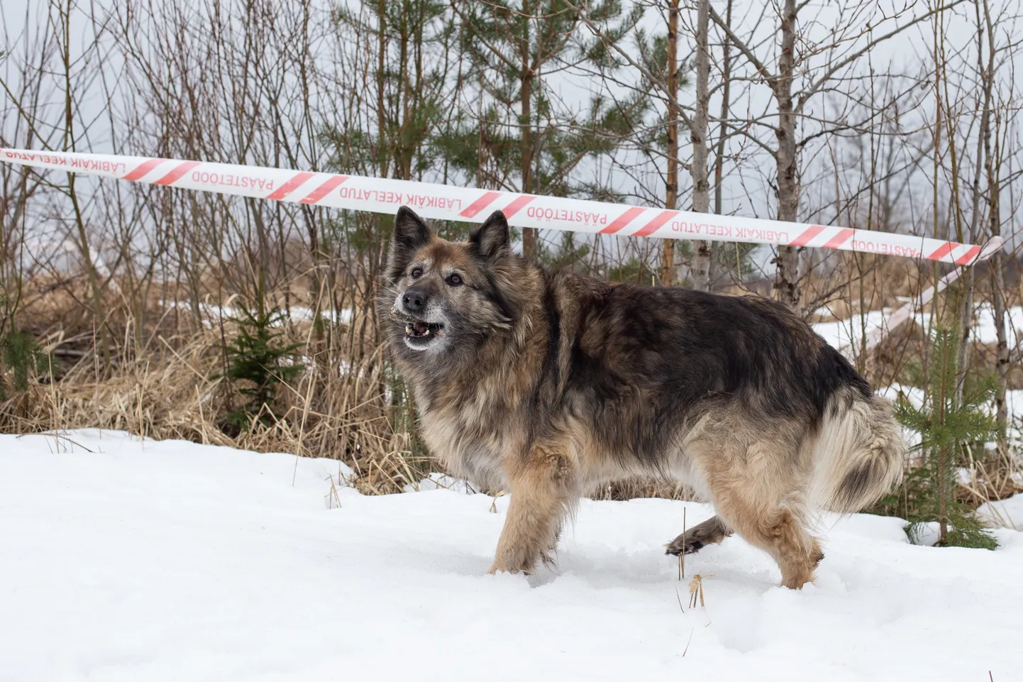 Sügisel maa alt päästetud koer ajendas ohtlikku auku kinni ajama.