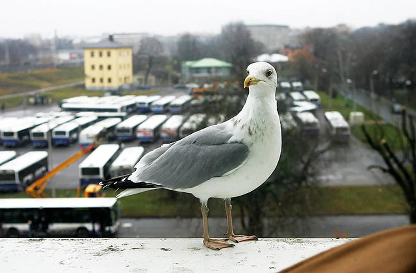 Raksta foto