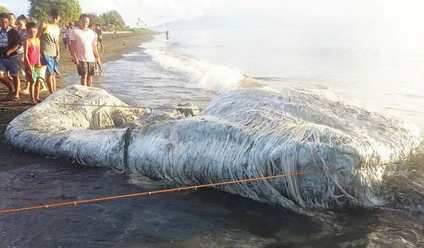 Filipiinide rannalt leitud «koletis»