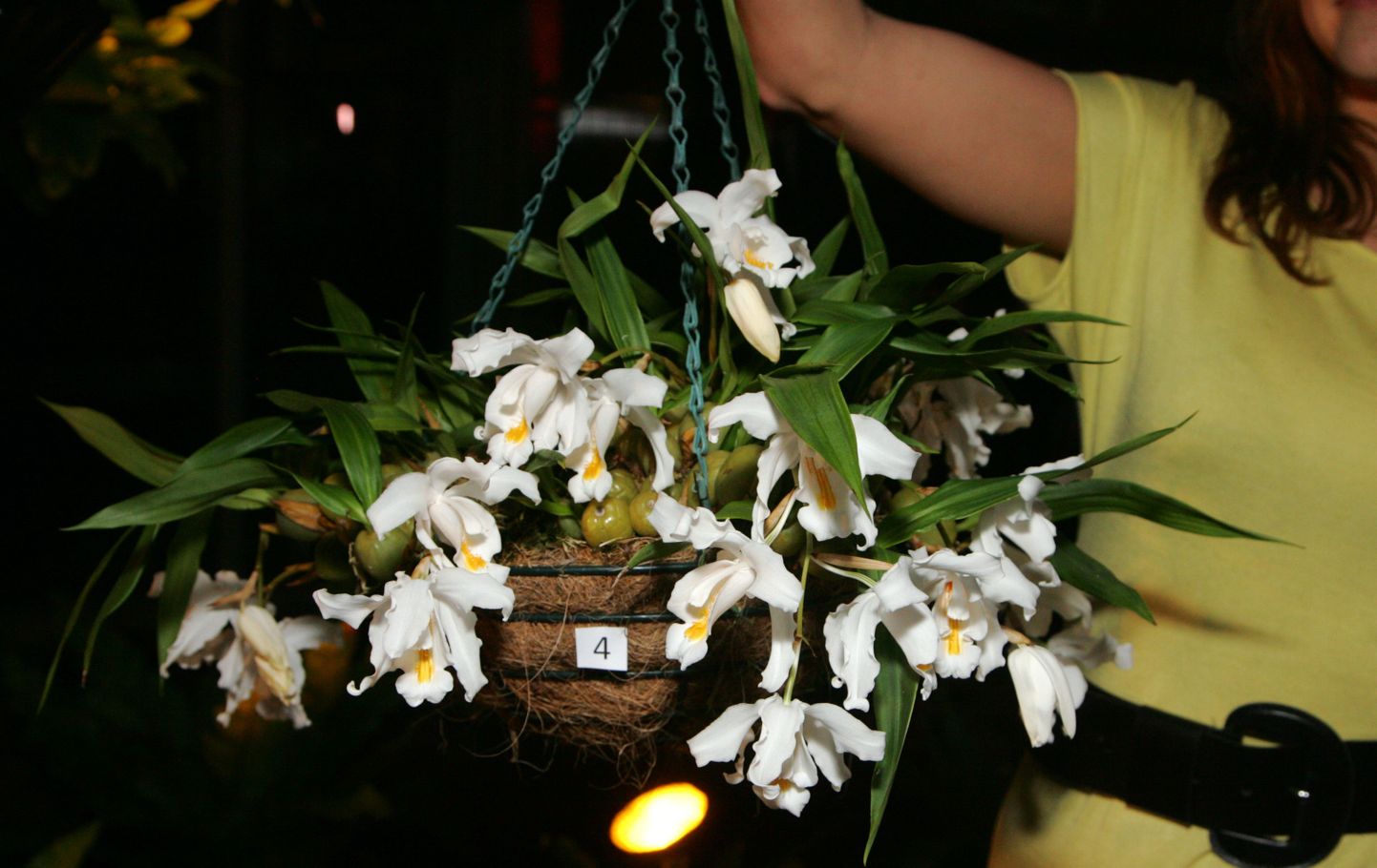 Mullune botaanikaaia orhideeoksjon. Tänavu toimub oksjon naistepäeval.
