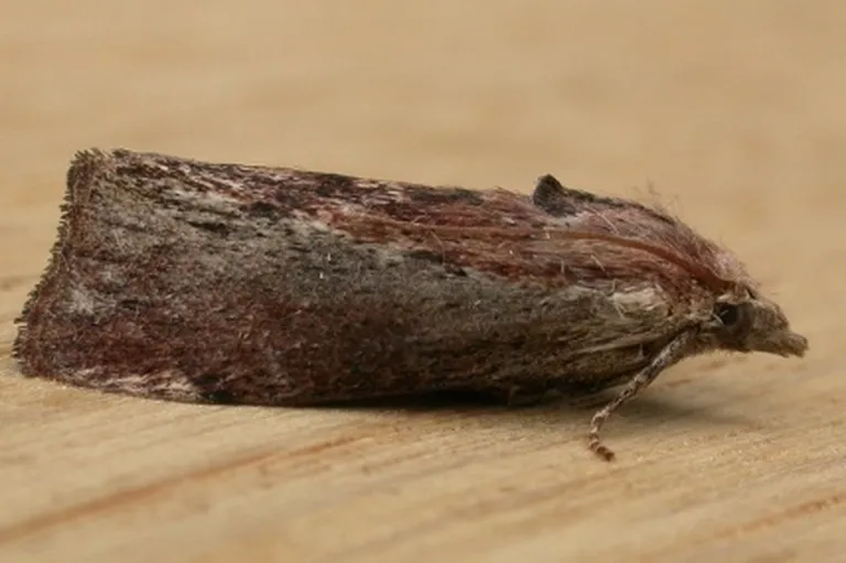 Galleria Mellonella.
