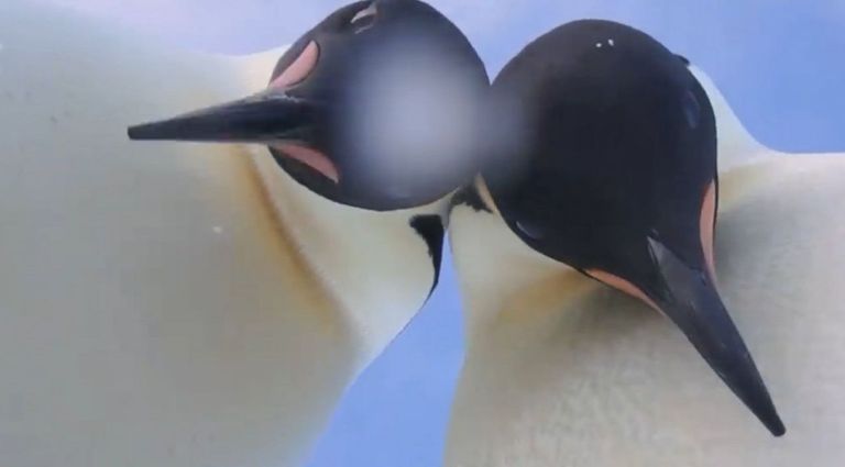 Keiserpingviinid